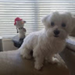 Meet your Posher, Inkyu